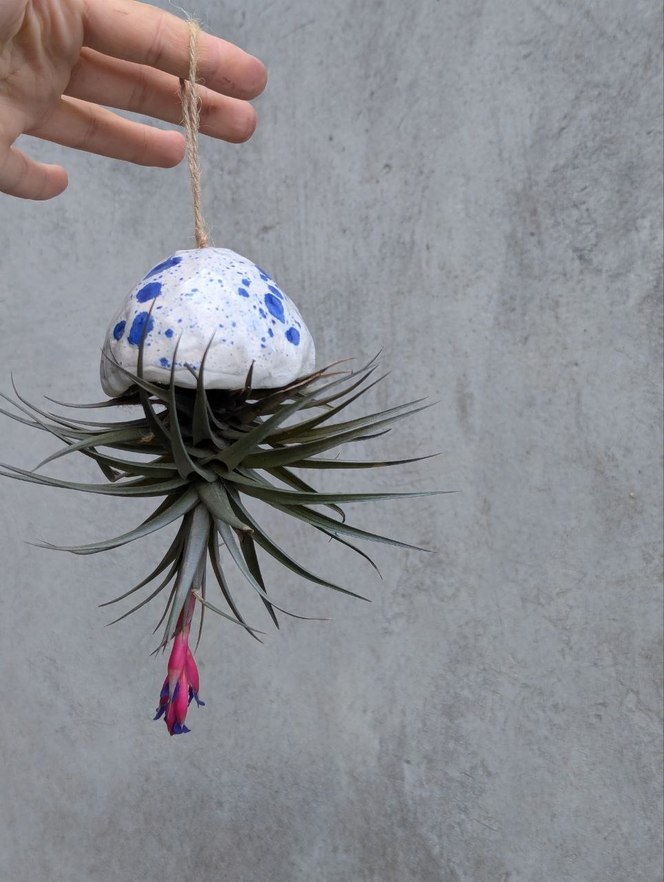 Medusa Tillandsia — Planta Aérea Suspensa