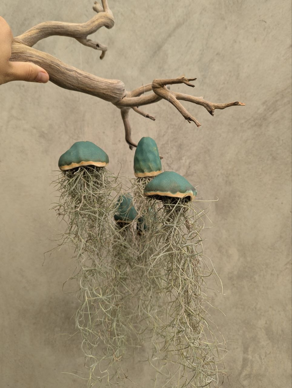 Jellyfish Tillandsia — Hanging Air Plant — 3