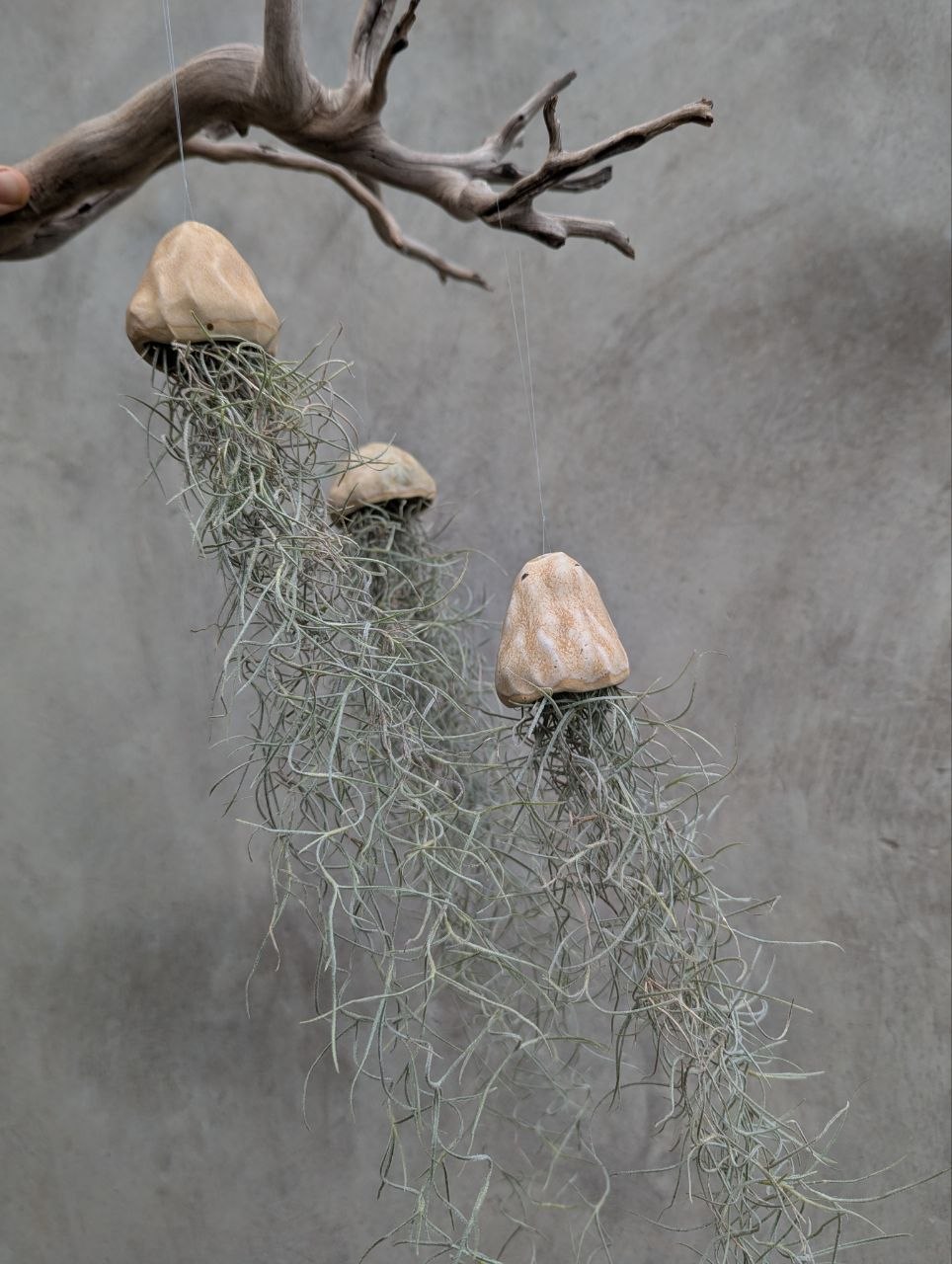 Jellyfish Tillandsia — Hanging Air Plant — 4